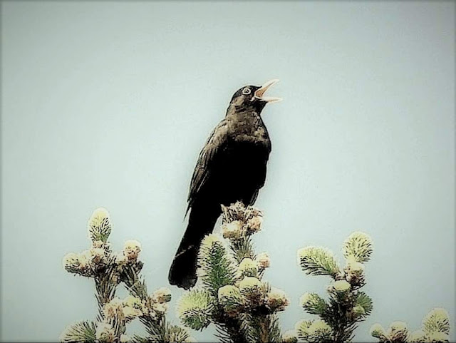 La lingua degli uccelli (III) – Il merlo, il Beethoven dei volatili